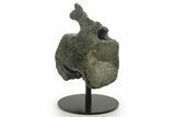 Fossil Sauropod (Barosaurus?) Caudal Vertebra - Wyoming #377950-1